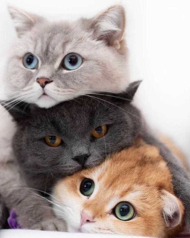 一堆猫