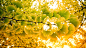 金色,银杏,树叶,2021,秋季,微距,5K,背景