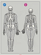 男女骨骼体型对比
