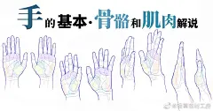 个人笔记：手掌与手背更多关于的#绘画参考#⬇️手的基本·骨骼和肌肉的解说网页链接手的手掌·手背的可动：基本解说网页链接#漫画素材工房##漫画##绘画##手绘##mangamaterials##手掌##手背#​