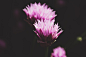 Flower, rose, blossom and flower bloom HD photo by Annie Spratt (@anniespratt) on Unsplash : Download this photo by Annie Spratt (@anniespratt)