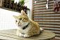 橘猫