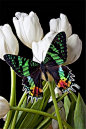 【生态微距】漂亮的小蝴蝶摄影图片欣赏 <wbr>03