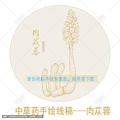 肉苁蓉 手绘肉苁蓉 中药肉苁蓉 肉苁蓉中药 中草药包装插画 手绘肉苁蓉线描插画 本草纲目 本草图谱 中药图谱 百草集 地精 苁蓉 寸芸 大芸