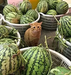 吃瓜