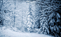 Trees, Forest, Snow, Snowy, Cold, Idyllic, Mountains