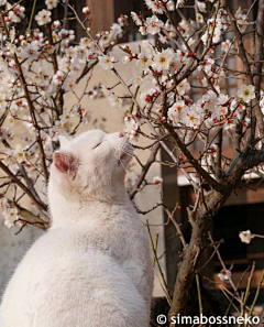 白竹延采集到猫