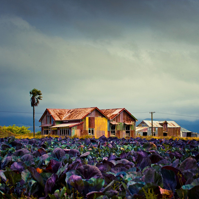 美丽的农场。尼尔森，新西兰
