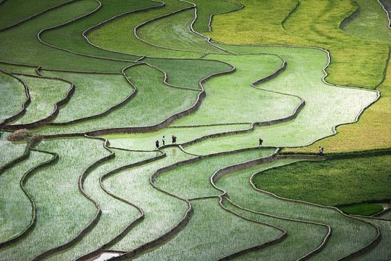 Terrace paddies in N...