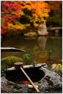 以巴摇摇采集到盆景小屋