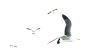 海鸥