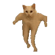李梓木1采集到沙雕小猫