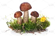 褐色,鸭舌帽,水平画幅,秋天,无人,苔藓,生食,熟的,食用菌,白色