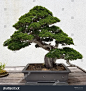 Bonsai and Penjing landscape with miniature evergreen tree in a tray