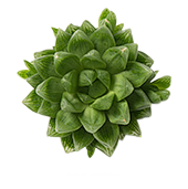 花卉 热带植物 叶子 多肉植物 树枝树干...