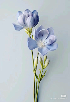 小黑皮33采集到花花