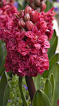 Hyacinth