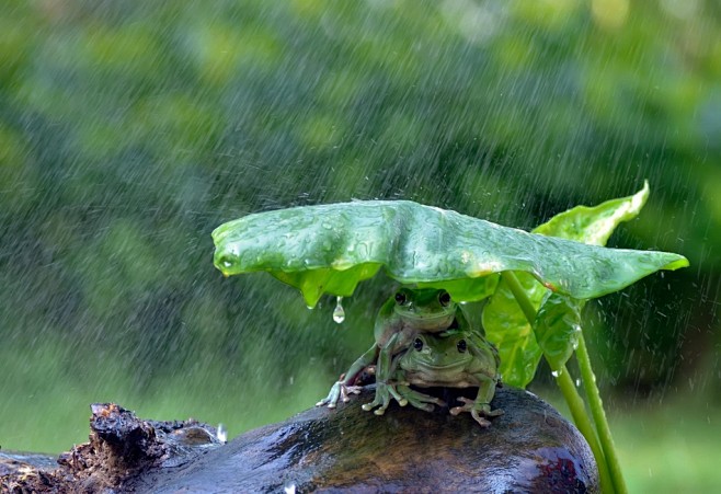 清明时节雨纷纷盘点小动物躲雨妙招