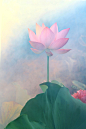 日日云无心， 那得莲花上。