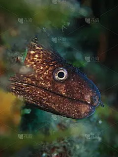 梅迪特拉内亚莫雷鳗鱼，米特尔米尔穆伦（穆莱娜海伦娜）
