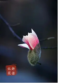 立春  迎春到