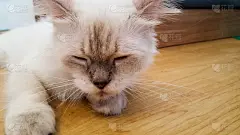 可爱的小白猫睡觉