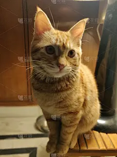 那只猫