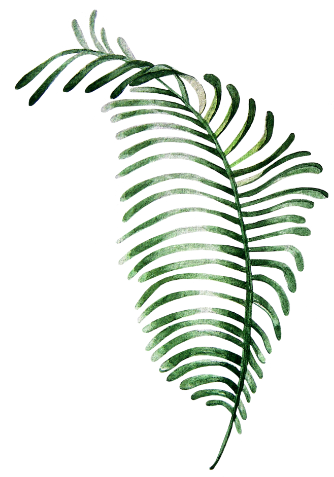 树叶PNG
