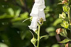 白地黄上的蜜蜂