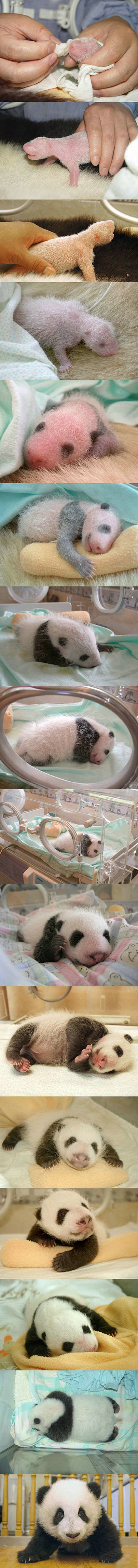以前见过多次baby panda的照片，...
