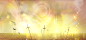 xyq_bg