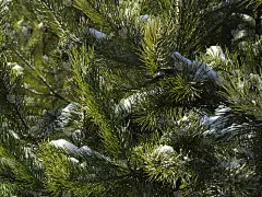 在阳光明媚的日子里，松枝在雪地里。特写镜头。