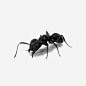 黑色蚂蚁png免抠素材_新图网 https://ixintu.com 黑色 蚂蚁 昆虫 动物