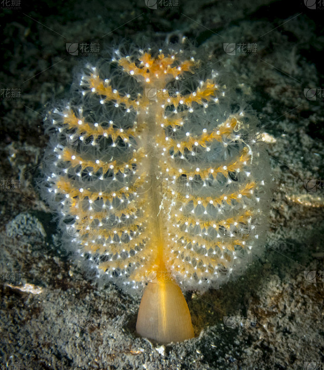 橙色海笔(Ptilosarcus gur...