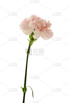 母亲节，康乃馨，粉色康乃馨，