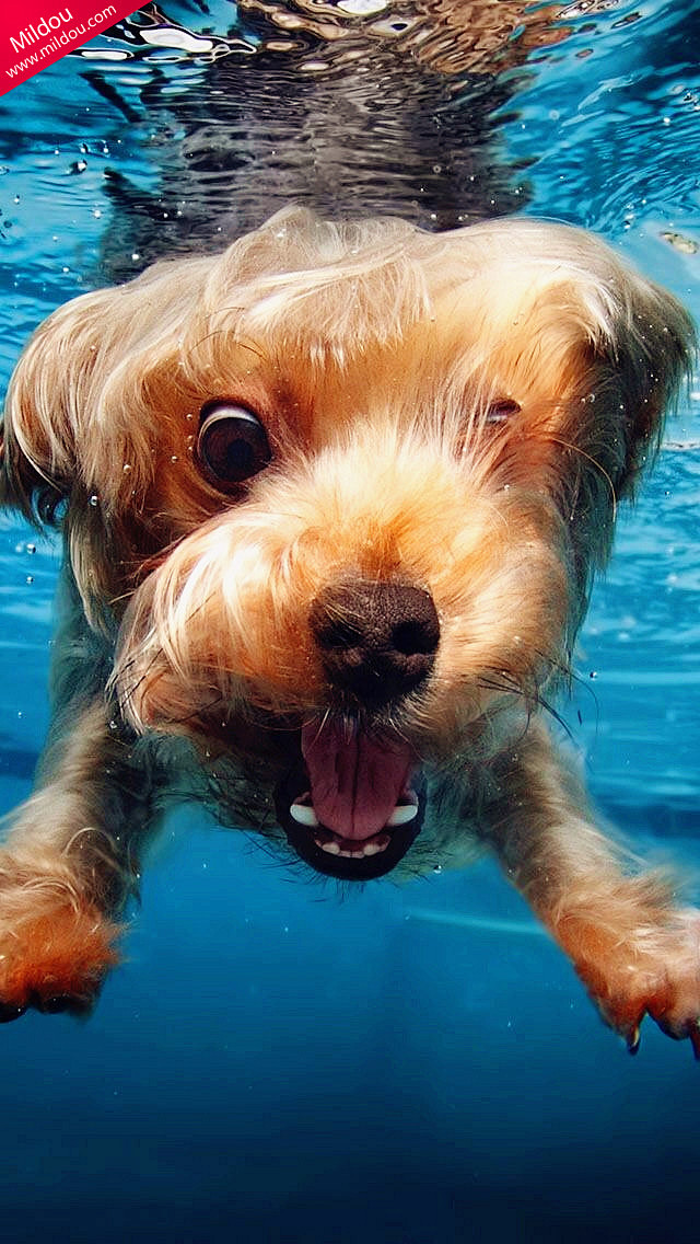 狗狗落水后的惊愕表情。