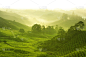 茶树,茶树油,种植园,金马仑高原,彭亨州,田地,山,农场,花茶,茶叶
