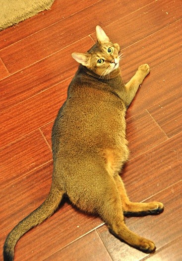 阿比西尼亚猫 普通色 男孩 家里的老大 ...