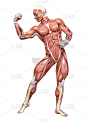 3D插图男性解剖图上的白色