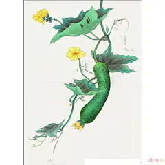 丝瓜子性寒，味苦微甘，有清热化痰、解毒、润燥、驱虫等作用。

丝瓜络性平味甘，以通络见长，可以用于产后缺乳和气血淤滞之胸胁胀痛。

丝瓜花性寒，味甘微苦，有清热解毒之功，可以用于肺热咳嗽、咽痛、疔疮等。丝瓜
丝瓜

丝瓜藤舒筋活络，并且可以祛痰。

丝瓜藤茎的汁液具有美容去皱的特殊功能。

丝瓜根可以用来消炎杀菌、去腐生肌。

一般人都可吃丝瓜。月经不调者、身体疲乏者适宜多吃丝瓜。
