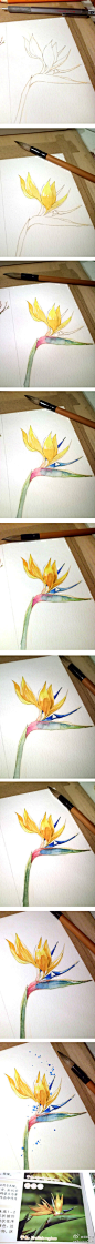 小白的花花世界の水彩画创作过程图~~ （作者：@白弯弯） ​ ​​​​