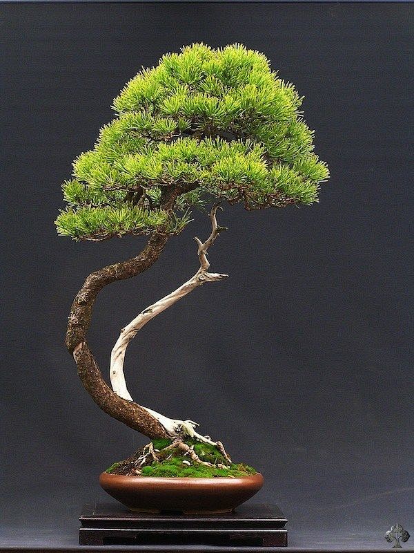 Pine bonsai
#盆景#