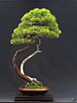 Pine bonsai
#盆景#