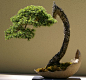 bonsai