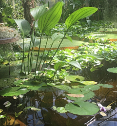 阿砸采集到素材