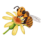 春夏勤劳的蜜蜂采蜜黄色花朵手绘