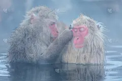 猕猴,泉,日本猕猴,地狱谷,家谱,猴子,冰柜,雪,动物身体部位,野外动物