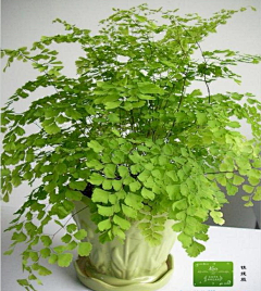 皮皮爱画画采集到蕨类植物