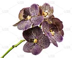 暗虎兰花孤立在白色背景上。