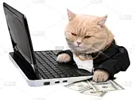 笔记本电脑,白色,猫,红色,水平画幅,哺乳纲,彩色图片,技术,计算机